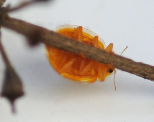 Halyzia sedecimguttata